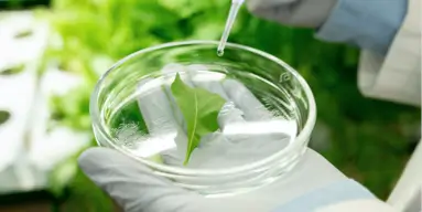 Petri dish with leaf being tested